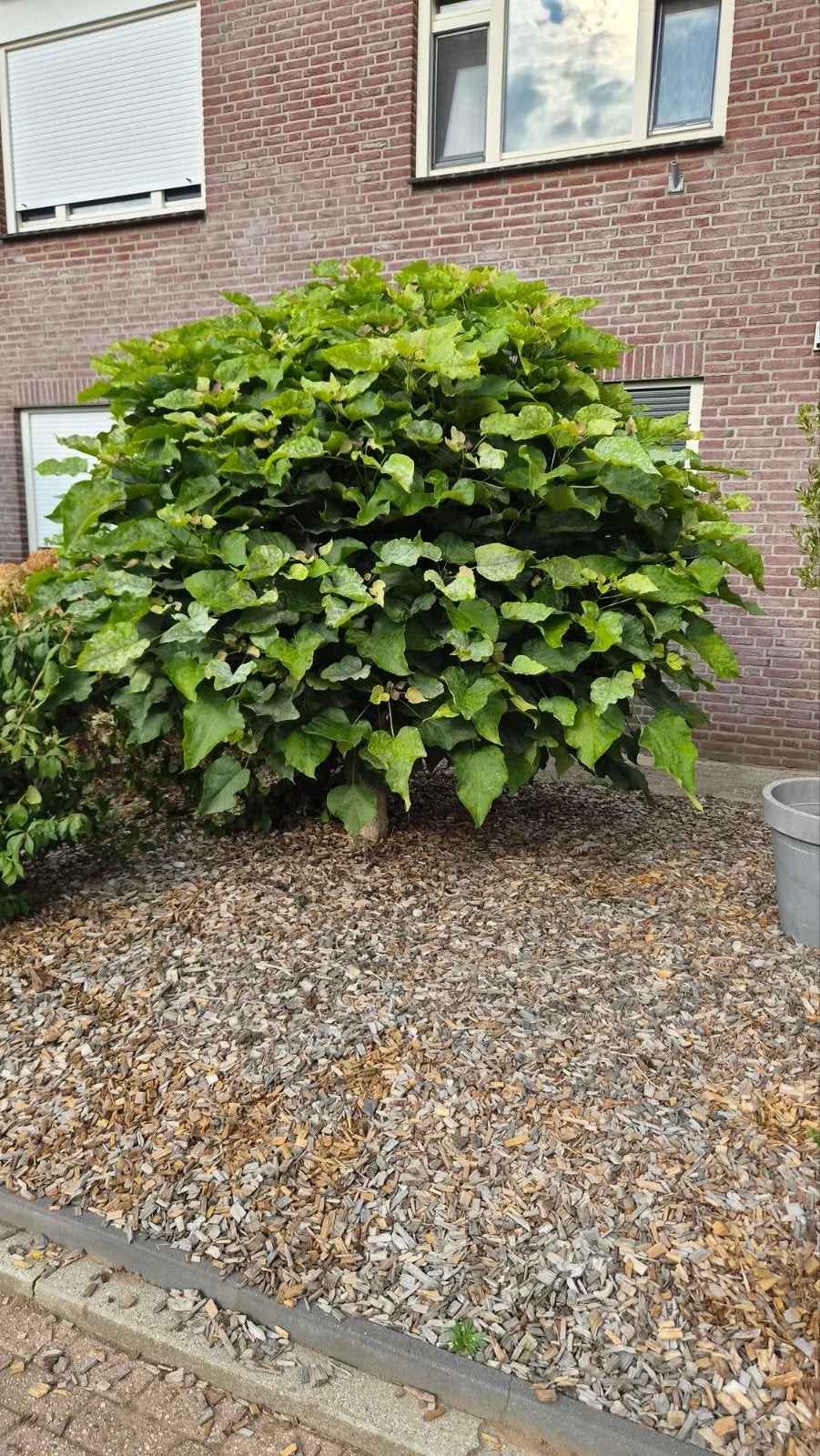 Gratis Boom. plantaan., Bloeit niet, 100 tot 250 cm, Ophalen, Volle zon