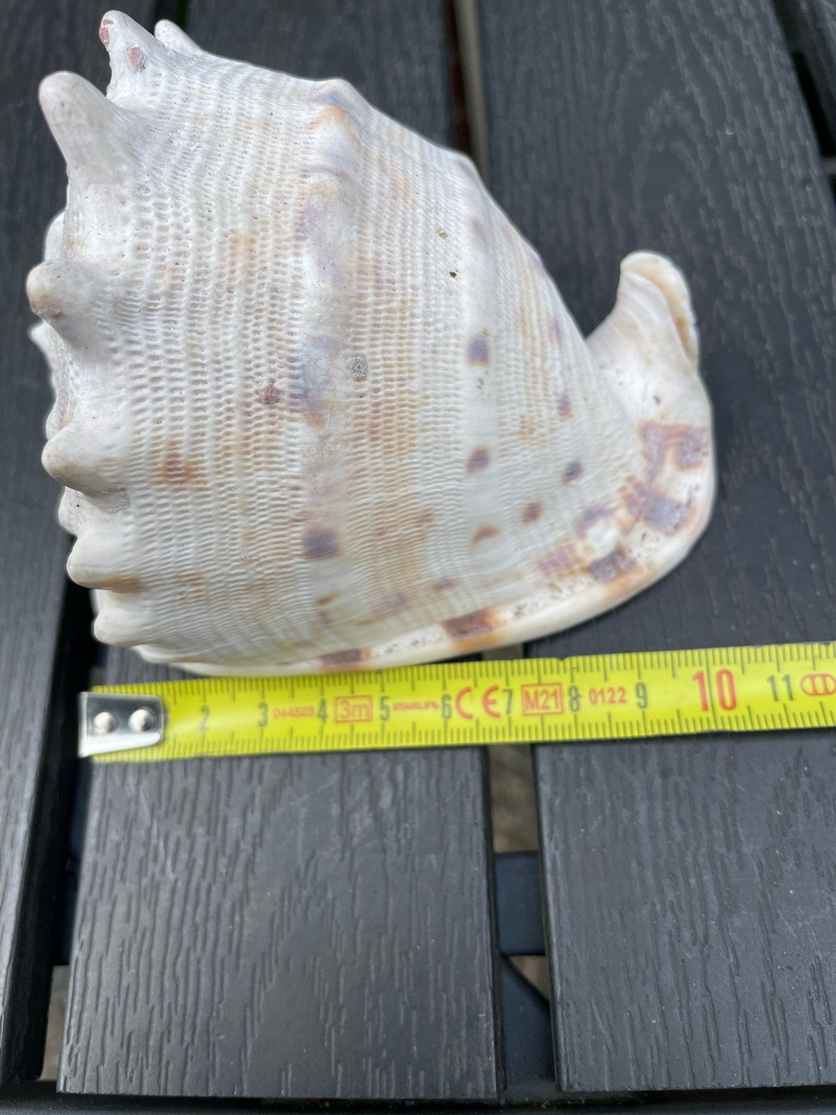 Helm schelp (Cassis cornuta) uit tropische wateren, Verzamelen, Ophalen of Verzenden, Schelp(en)