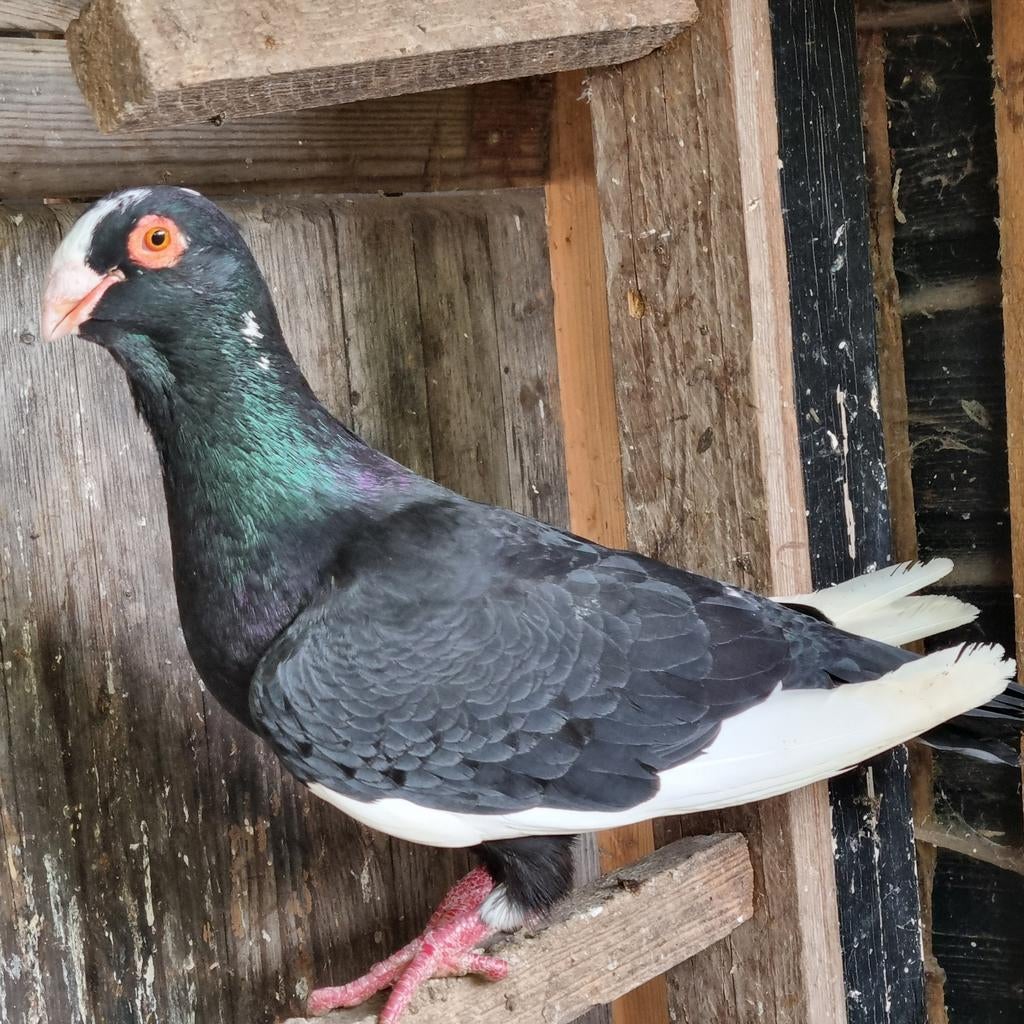 Duiven vrouw te koop, Dieren en Toebehoren, Vogels | Duiven, Vrouwelijk, Overige soorten