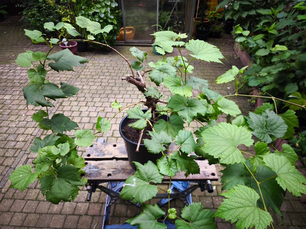 Druivenplant / druivelaar (Vitis vinifera blauw), Ophalen, Tweejarig, Halfschaduw, Zomer