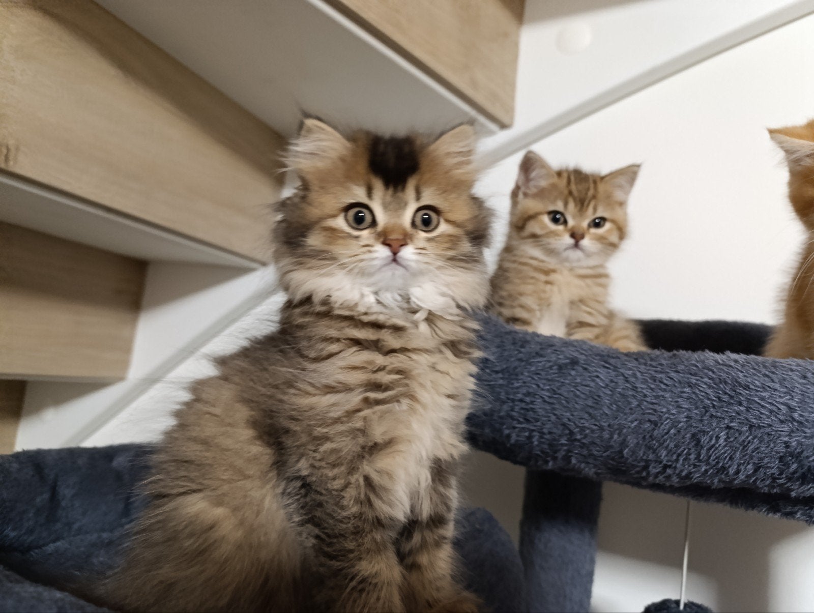 Raszuivere Brits korthaar en langhaar kittens, Meerdere dieren, Ontwormd, 0 tot 2 jaar