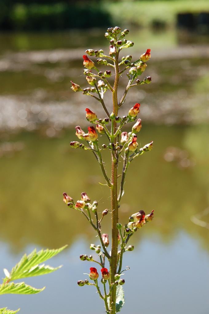 Scrophularia nodosa – Knopig helmkruid, Bio, Overige soorten, Volle zon, Vaste plant, Ophalen of Verzenden