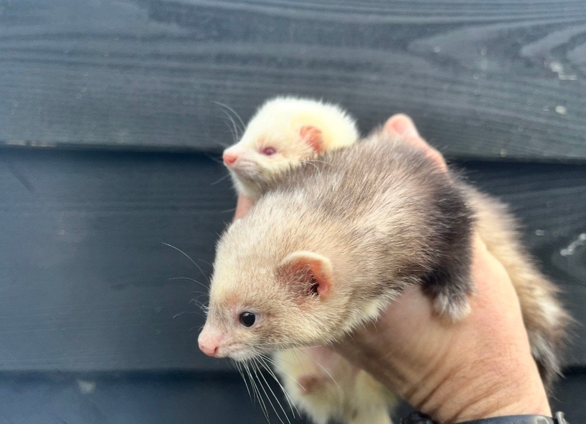 GEZOCHT!  micro fretten fret ram, Juli, Mannelijk
