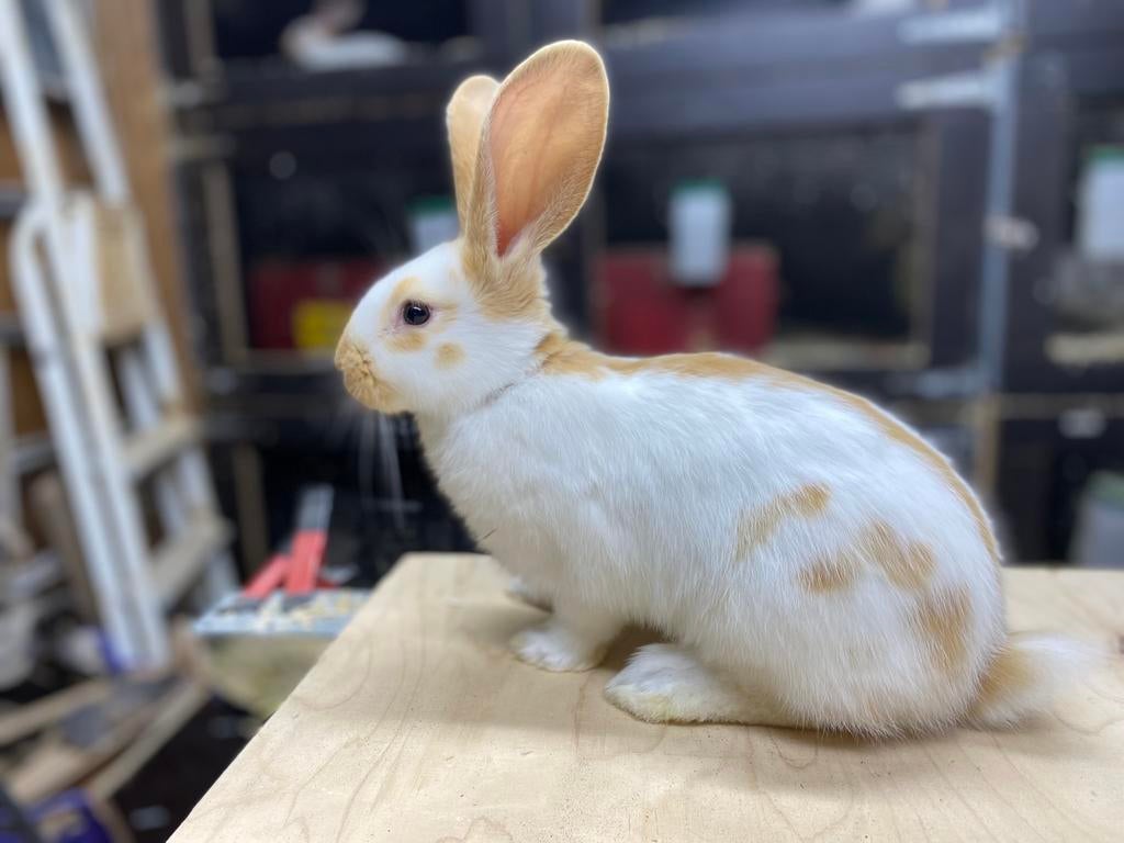 Jonge lotharinger groot konijntjes (raszuiver), Meerdere dieren, Groot, 0 tot 2 jaar