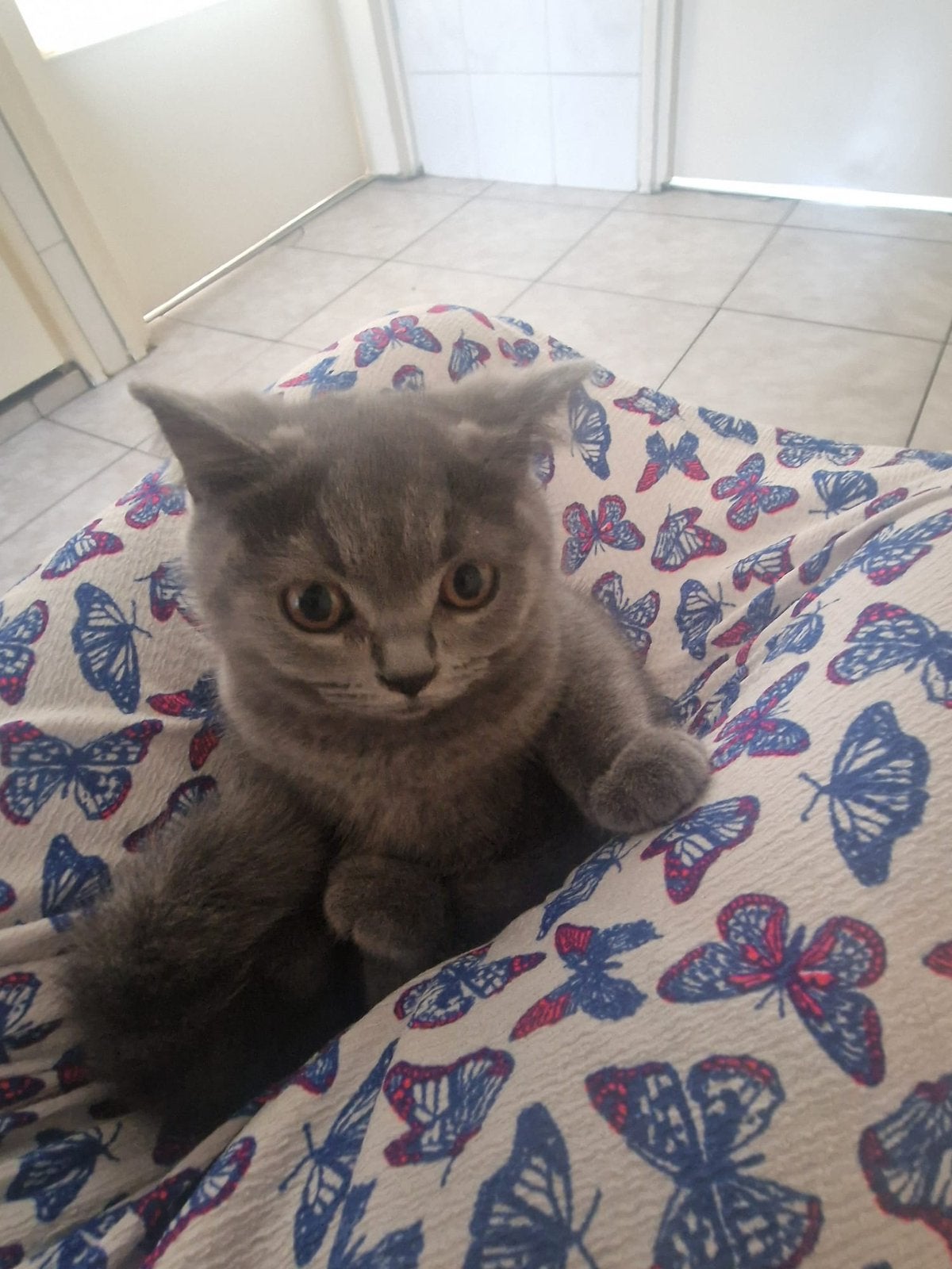 Raszuiver Britse korthaar kitten 14 weken, Poes, Ontwormd, 0 tot 2 jaar