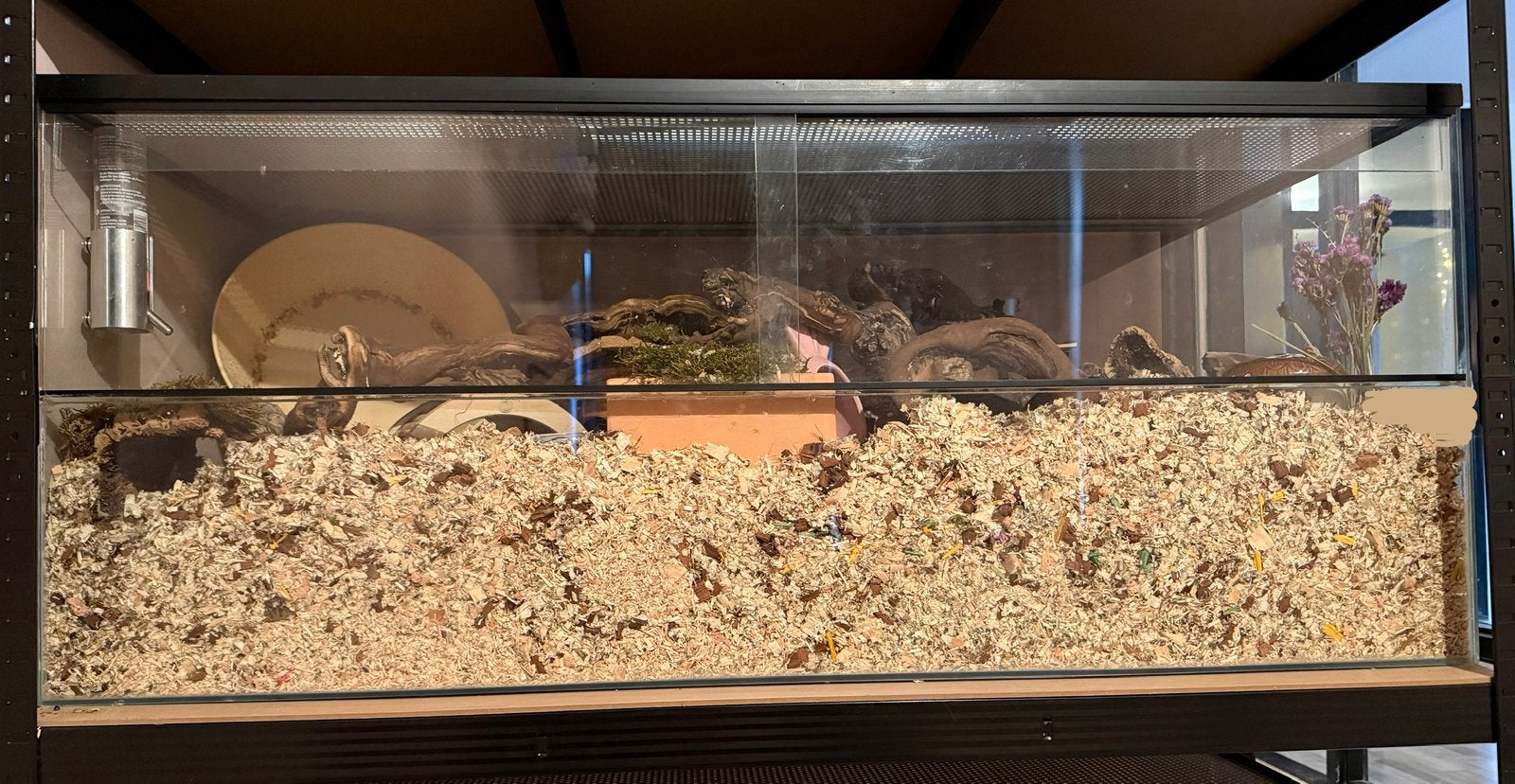 Hamster inclusief terrarium, Dieren en Toebehoren, Ophalen, Minder dan 60 cm, 110 cm of meer, Gebruikt