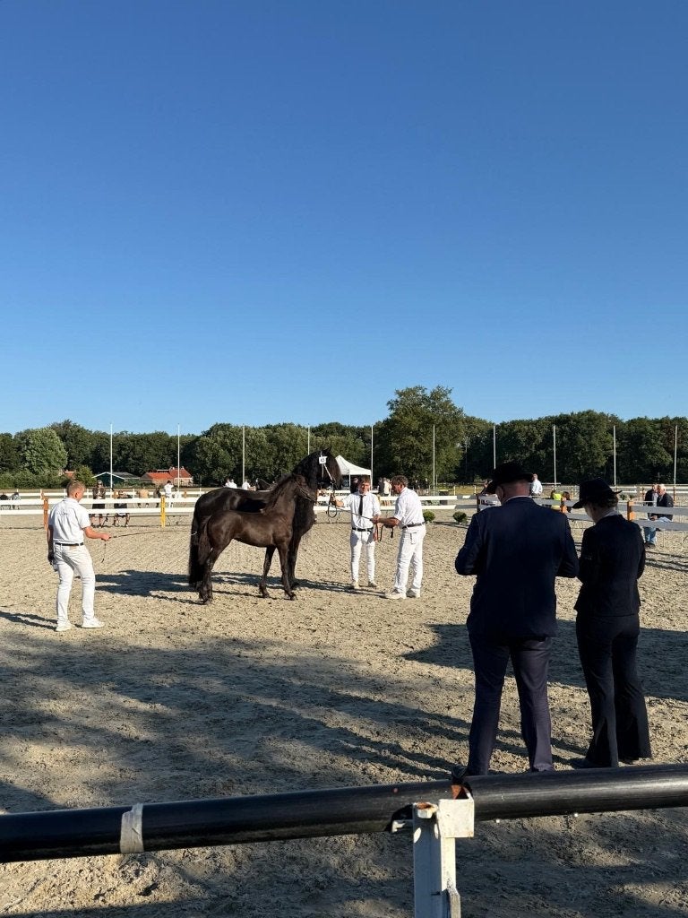 ** Fries merrieveulen met top afstamming! **, Dieren en Toebehoren, Merrie, Minder dan 160 cm, Met stamboom, Dressuurpaard