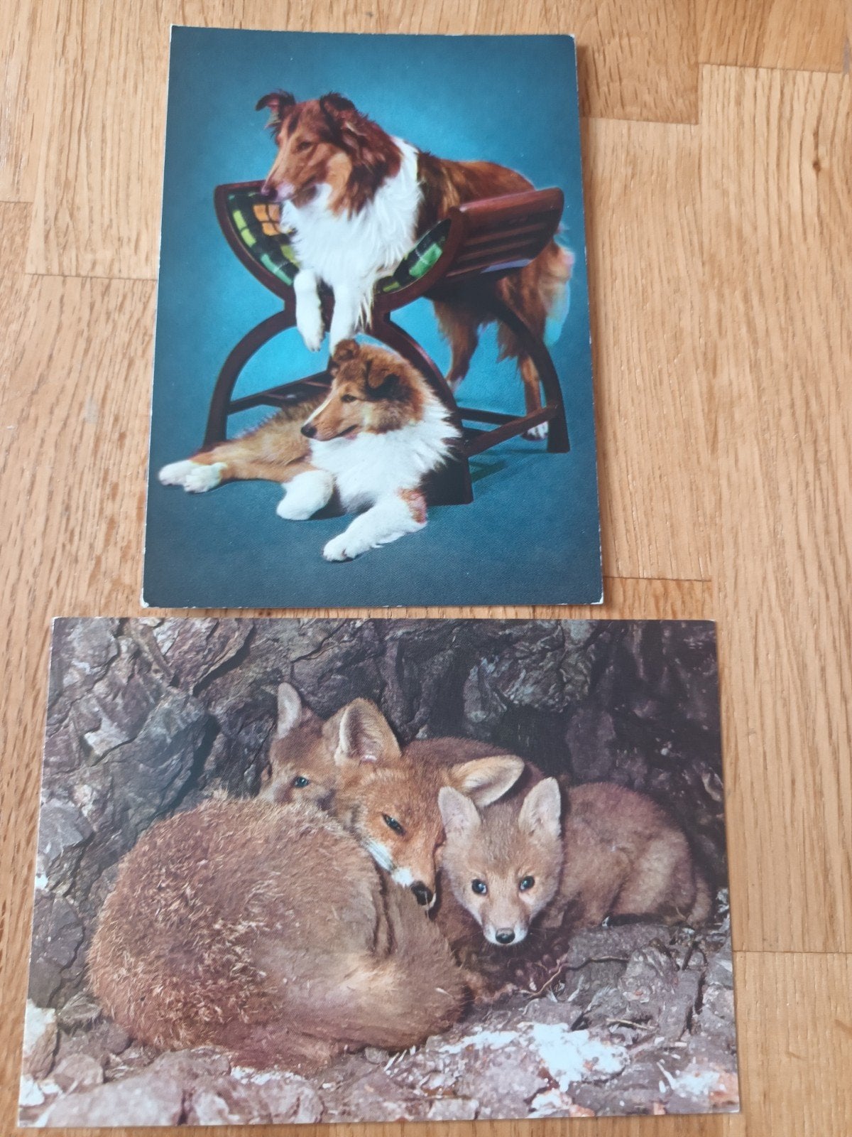 Vintage dierenkaarten, bordercollies en vosjes, Verzamelen, Ophalen of Verzenden, Vogel
