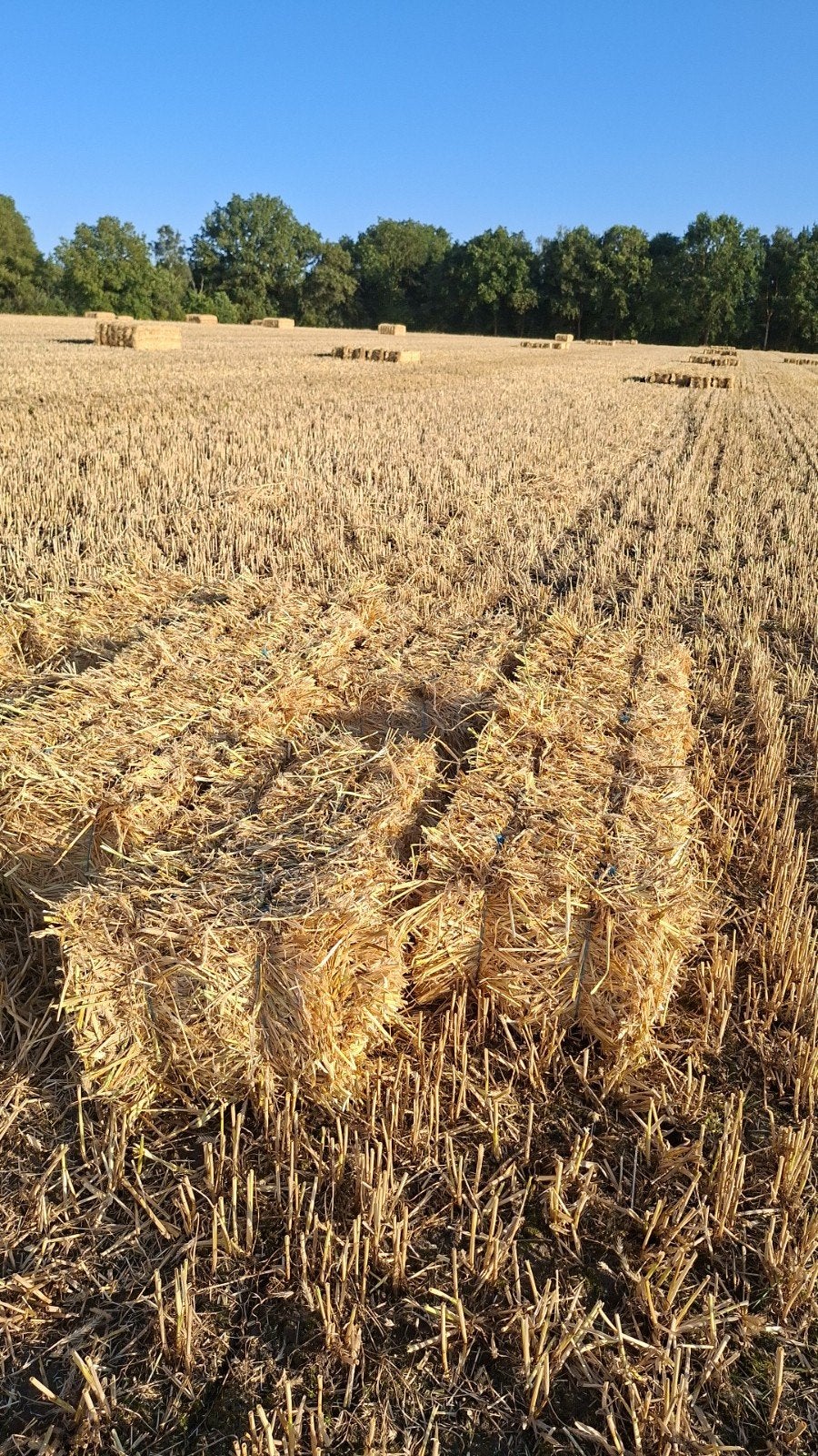 stropakken, tarwestro mooi blank stro