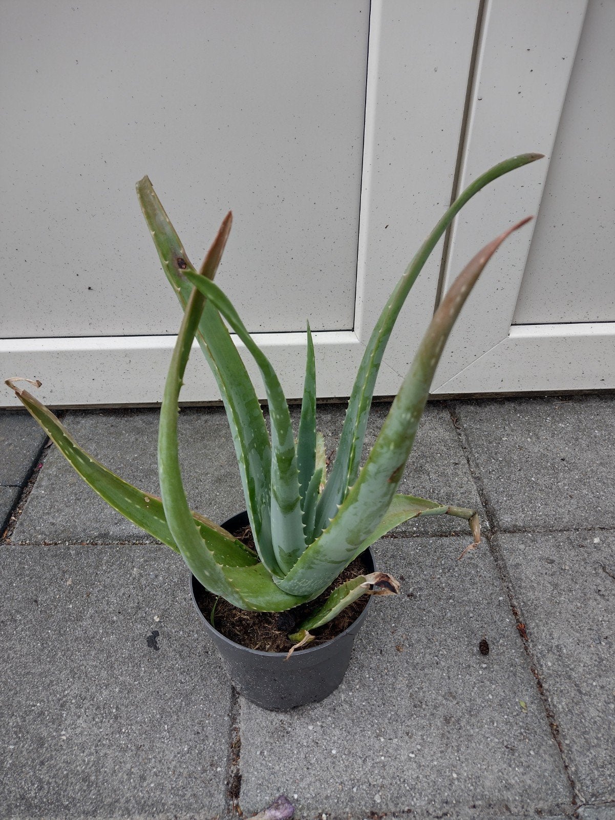 Aloë Vera plant, Ophalen of Verzenden, Overige soorten, Volle zon