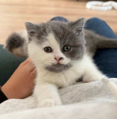 Prachtige brits(e) korthaar katertjes met stamboom, Kater, Met stamboom, 0 tot 2 jaar