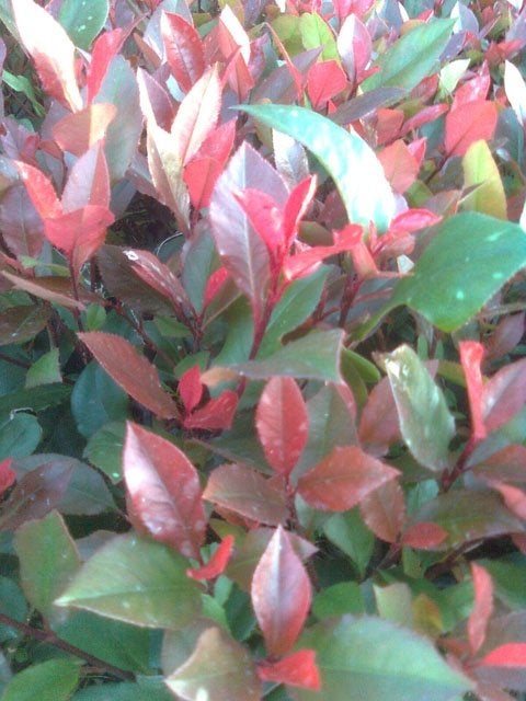 40 stuks photinia in 1 koop, Tuin en Terras, Planten | Struiken en Hagen, Ophalen of Verzenden, Overige soorten, Minder dan 100 cm