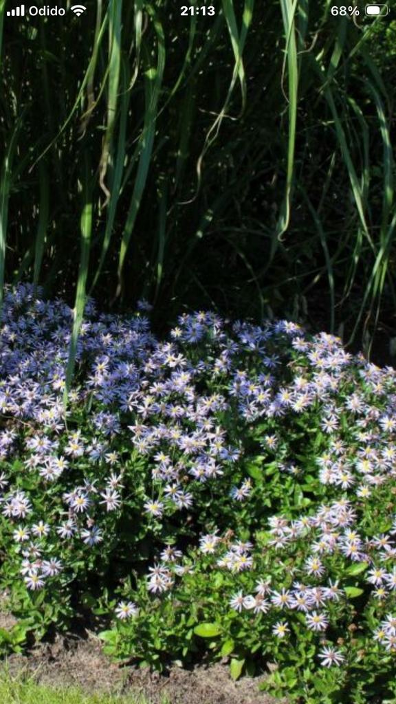 Aster adustus nanus en Aster “Asran”  supersterk, Vaste plant, Halfschaduw, Herfst, Ophalen