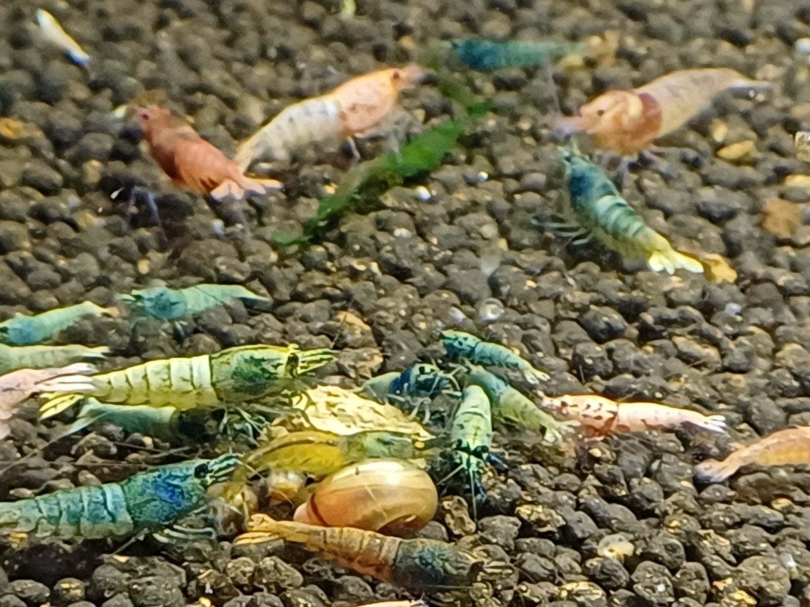 Caridina Blue/red steel uit boa., Dieren en Toebehoren, Kreeft, Krab of Garnaal
