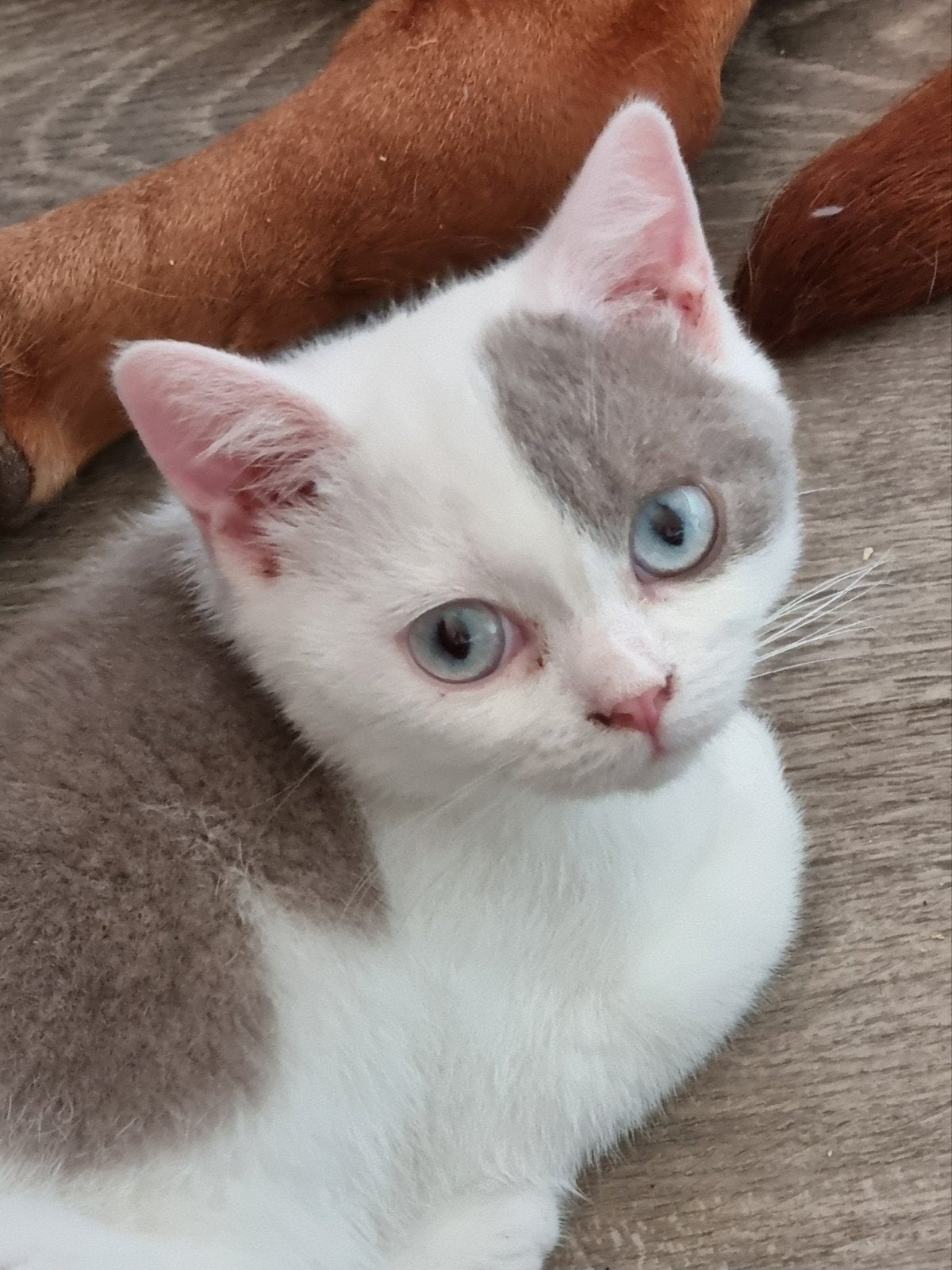 Britse/Brits korthaar kitten met stamboom, Dieren en Toebehoren, Katten en Kittens | Raskatten | Korthaar, Kater, Met stamboom