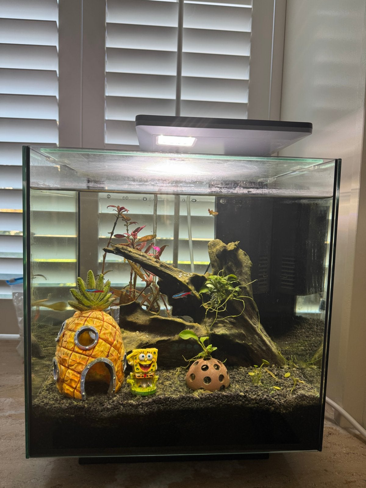 Superfish qubiq 30 pro met decoratie, visjes en luchtsteen, Dieren en Toebehoren, Ophalen, Gebruikt, Gevuld zoetwateraquarium