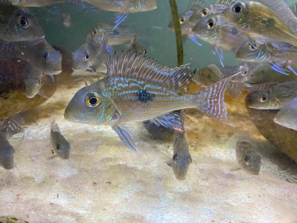 Geophagus sveni “Parana”, Vis, Zoetwatervis