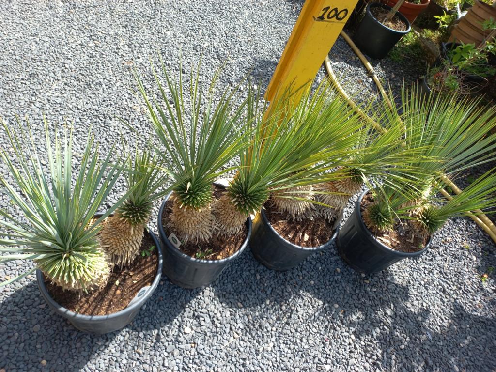 Yucca rostrata in pot - Winterharde woestijnplant, Volle zon, Vaste plant, Bloeit niet, Ophalen