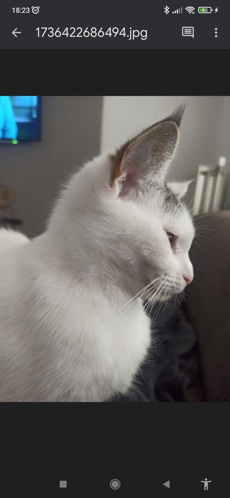 mooie poes, half maincoon en niet gesteriliseerd, Dieren en Toebehoren