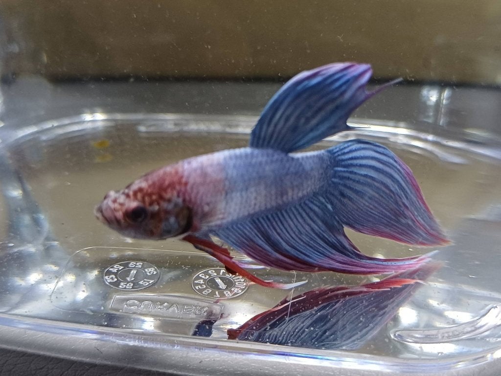 Hobbyaquarium Betta SP Male Zat 17 / Zondag 18 oktober, Vis, Zoetwatervis