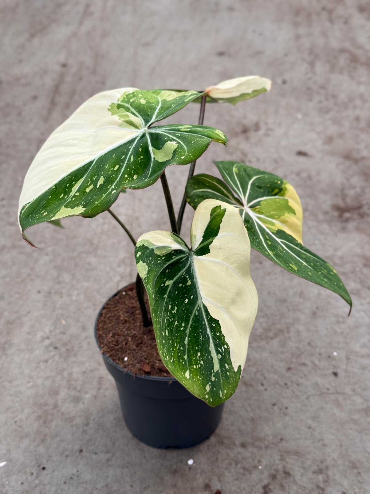 Philodendron Gloriosum Tricolor variegata, Ophalen of Verzenden, Halfschaduw, Minder dan 100 cm