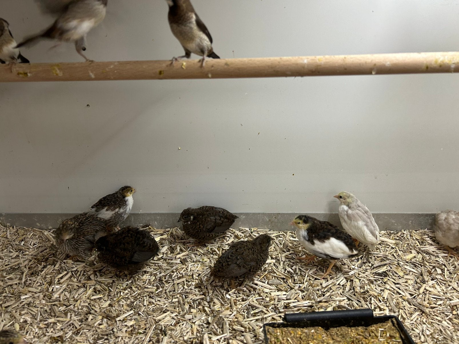 Kwartels, Dieren en Toebehoren, Vogels | Overige Vogels, Meerdere dieren