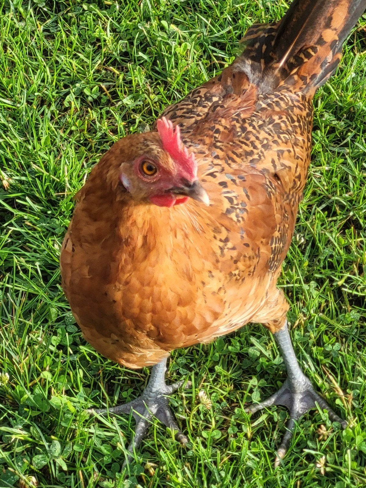 Jonge hanen Friese hoen goudpel grote ras, Dieren en Toebehoren, Mannelijk, Kip