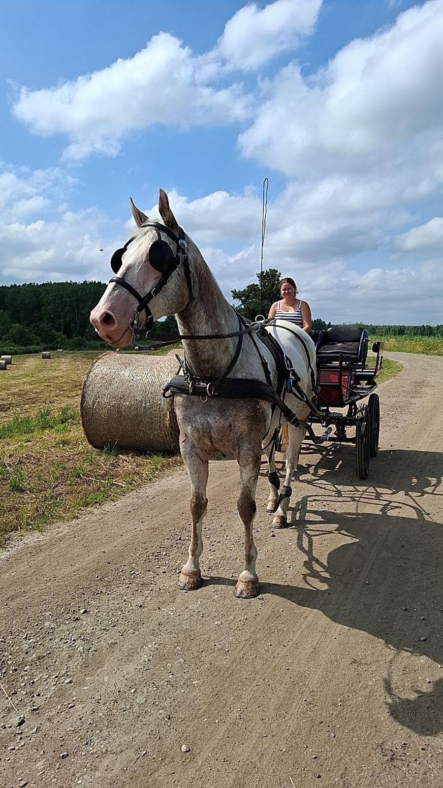Te koop paard met wagen, Ruin