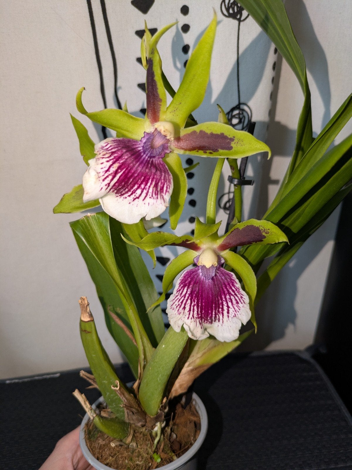 Zygopetalum Orchidee (Rhein Harklequin), Huis en Inrichting, Ophalen of Verzenden, Halfschaduw, Minder dan 100 cm