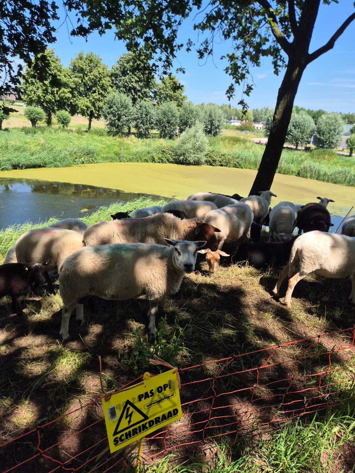 Begrazing schapen, Meerdere dieren, Schaap