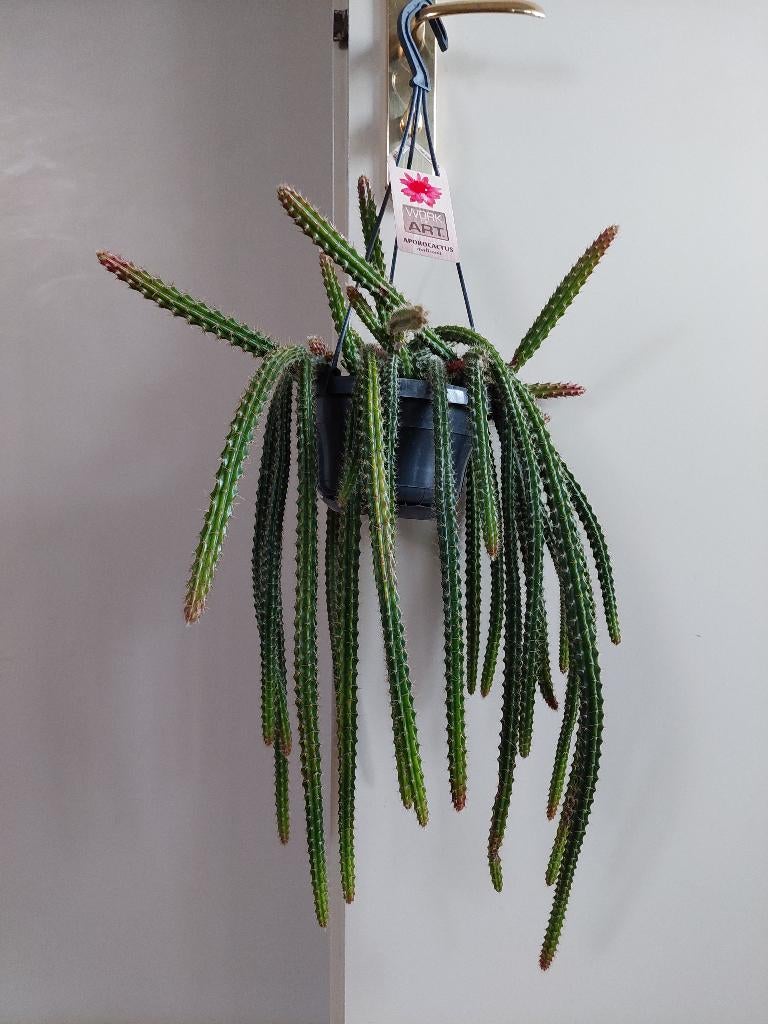 Disocactus x Mallisonii - Staartcactus / Slangencactus, Ophalen, Halfschaduw, Cactus, Minder dan 100 cm