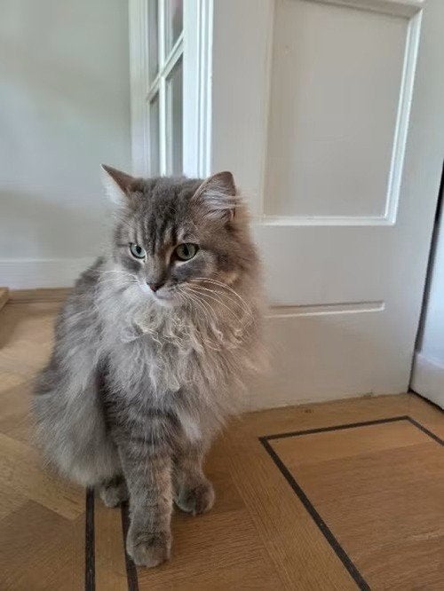 Gezocht: liefdevol thuis voor twee Ragdolls van 2 jaar oud., Dieren en Toebehoren, Kater, Gechipt, 0 tot 2 jaar