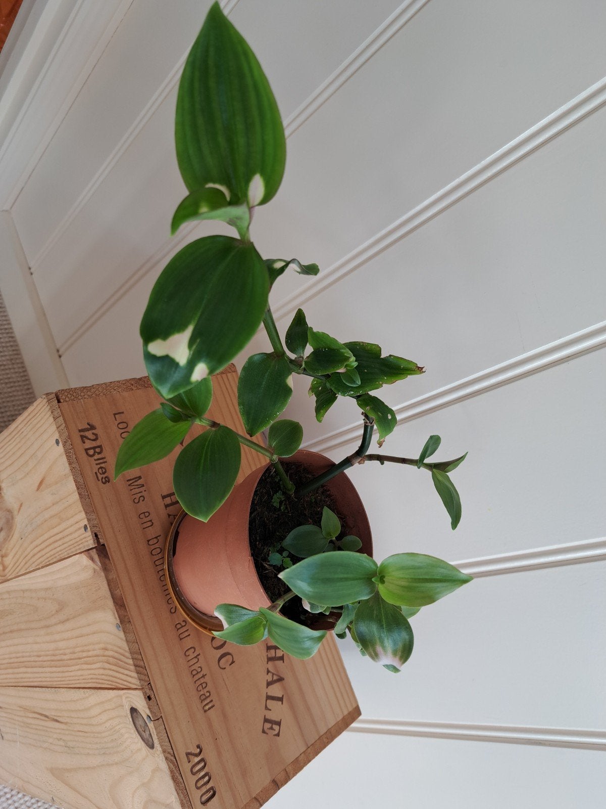 maidens blush hangplant, Ophalen, Halfschaduw, Minder dan 100 cm