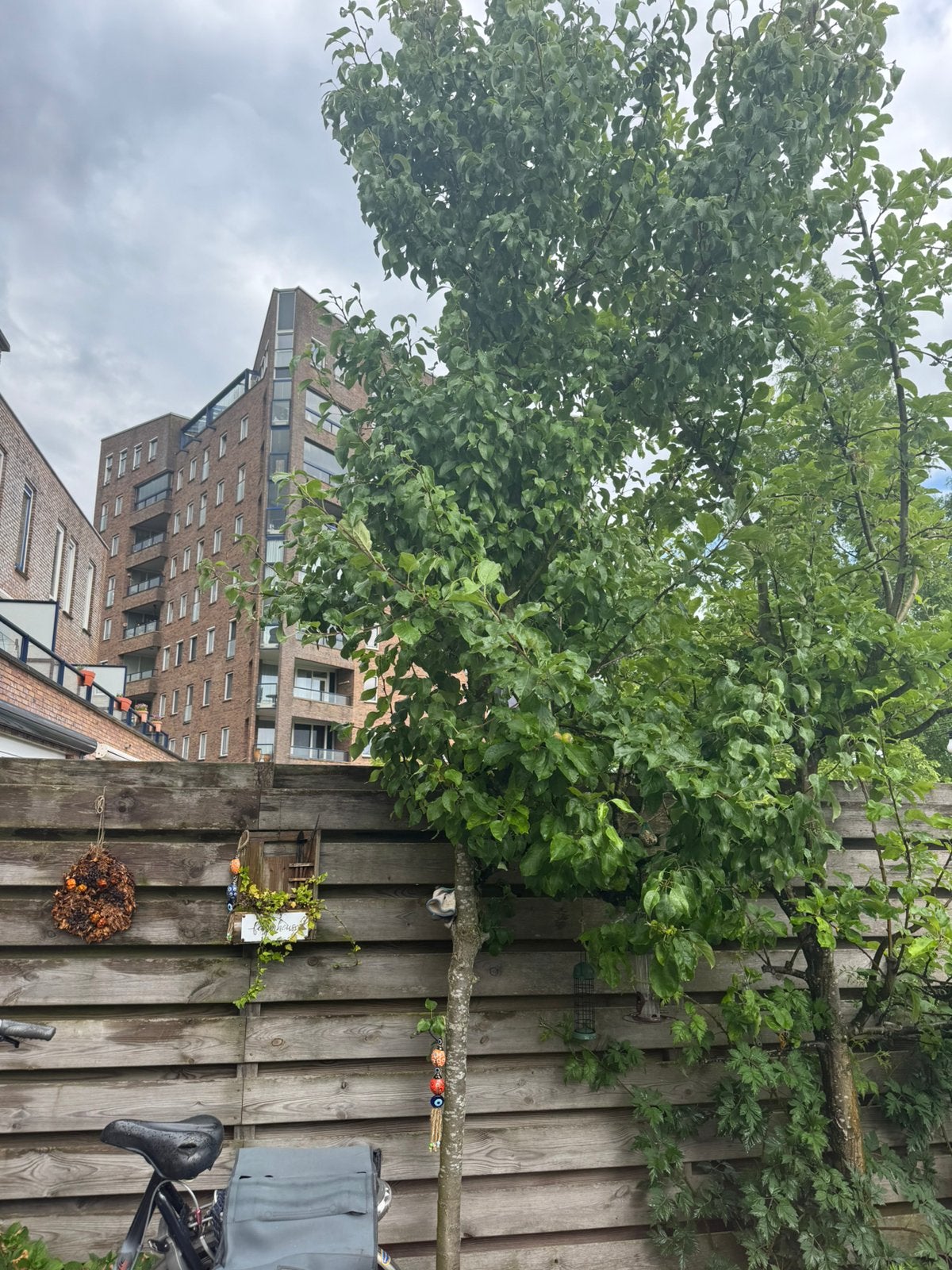 Perenboom, Ophalen, Volle zon, Overige soorten