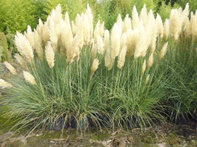 partij siergras  cortaderia pumila 35 liter pot    partij 30, Ophalen, Vaste plant, Siergrassen, Halfschaduw