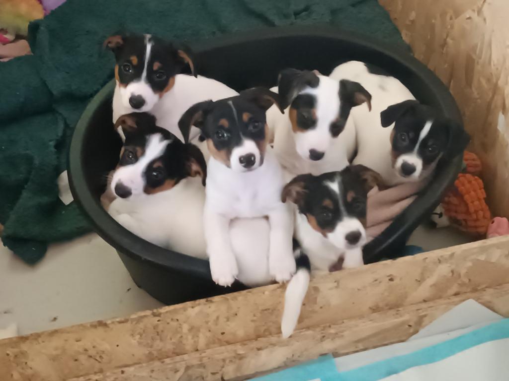 Mooie jack Russell pups te koop, Dieren en Toebehoren, Honden | Jack Russells en Terriërs, Jack Russell Terriër, 8 tot 15 weken