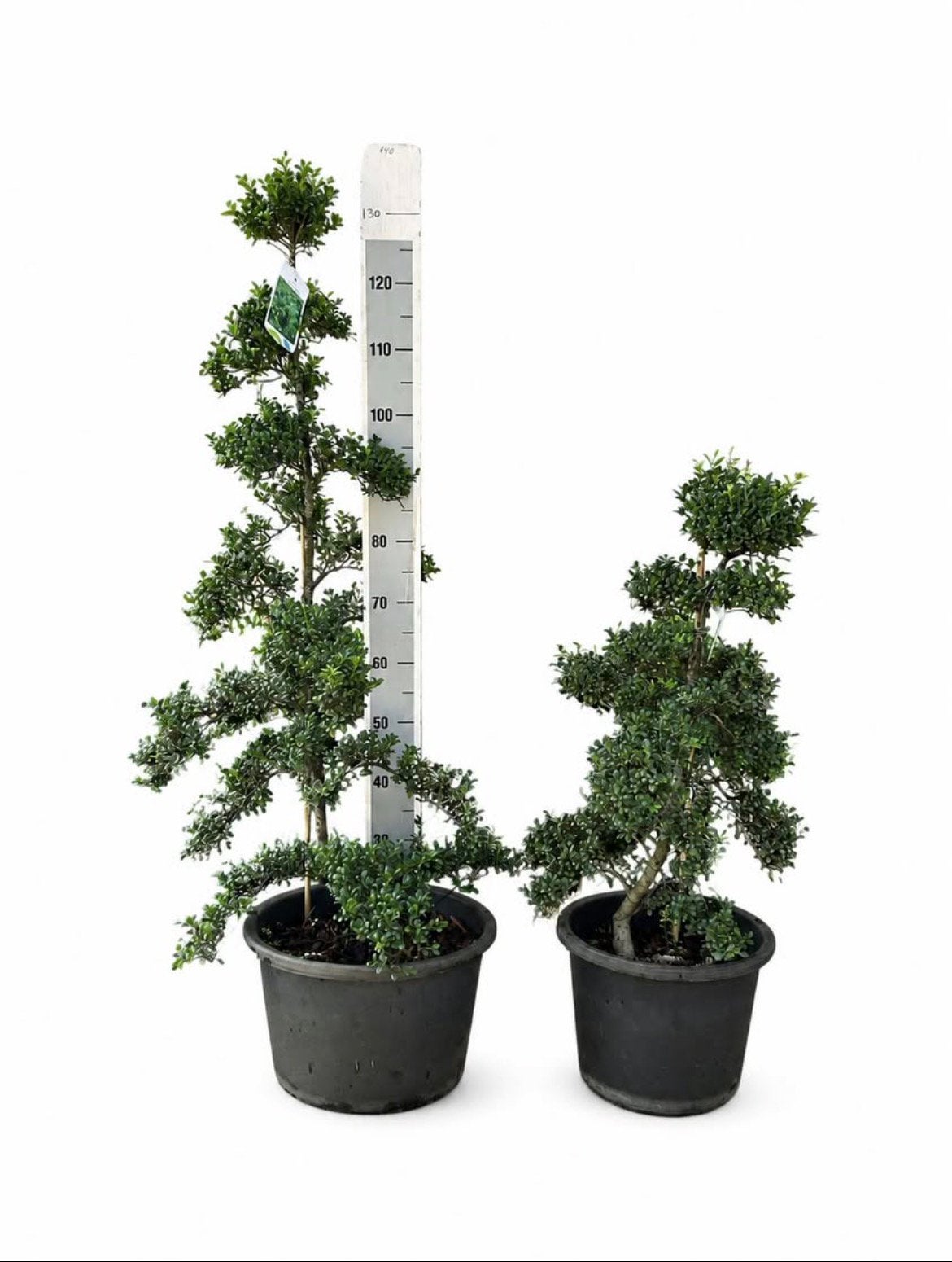 Ilex Crenata Convexa Bonsai - (Japanse Hulst), Tuin en Terras, Ophalen of Verzenden, Overige soorten, Halfschaduw
