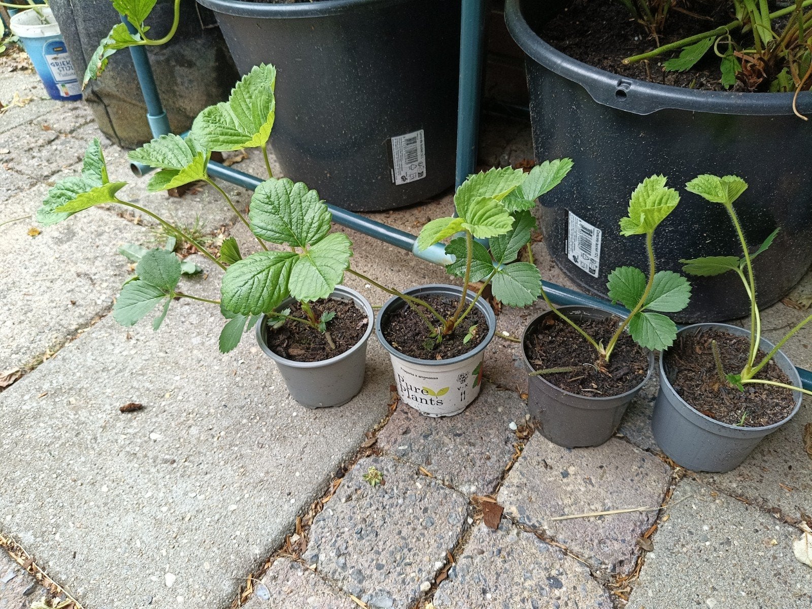 Aardbeiplantjes -ostara Ver  en klaar om te planten!, Ophalen, Eenjarig, Groenteplanten, Volle zon