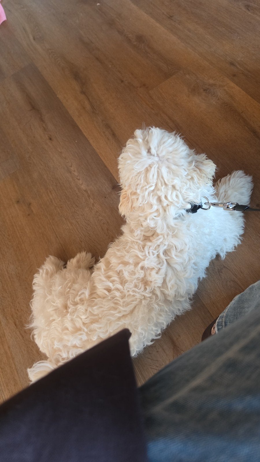 maltipoo dekreu, Dieren en Toebehoren, Reu, 1 tot 2 jaar, Parvo, Eén hond