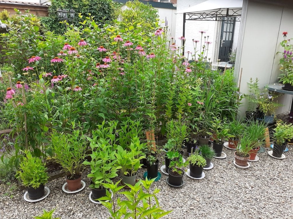 Vaste planten, o.a. ereprijs, zonnehoed, Tuin en Terras, Planten | Tuinplanten, Ophalen, Vaste plant, Overige soorten, Volle zon