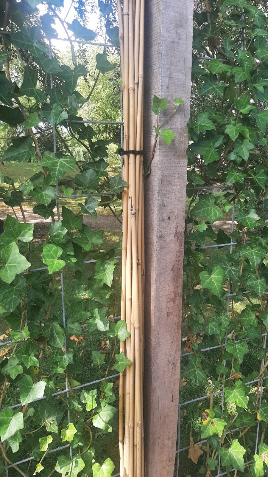 Bamboe stokken voor tuin of decoratie, Tuin en Terras, Ophalen, Gebruikt, 180 tot 250 cm, Overige typen