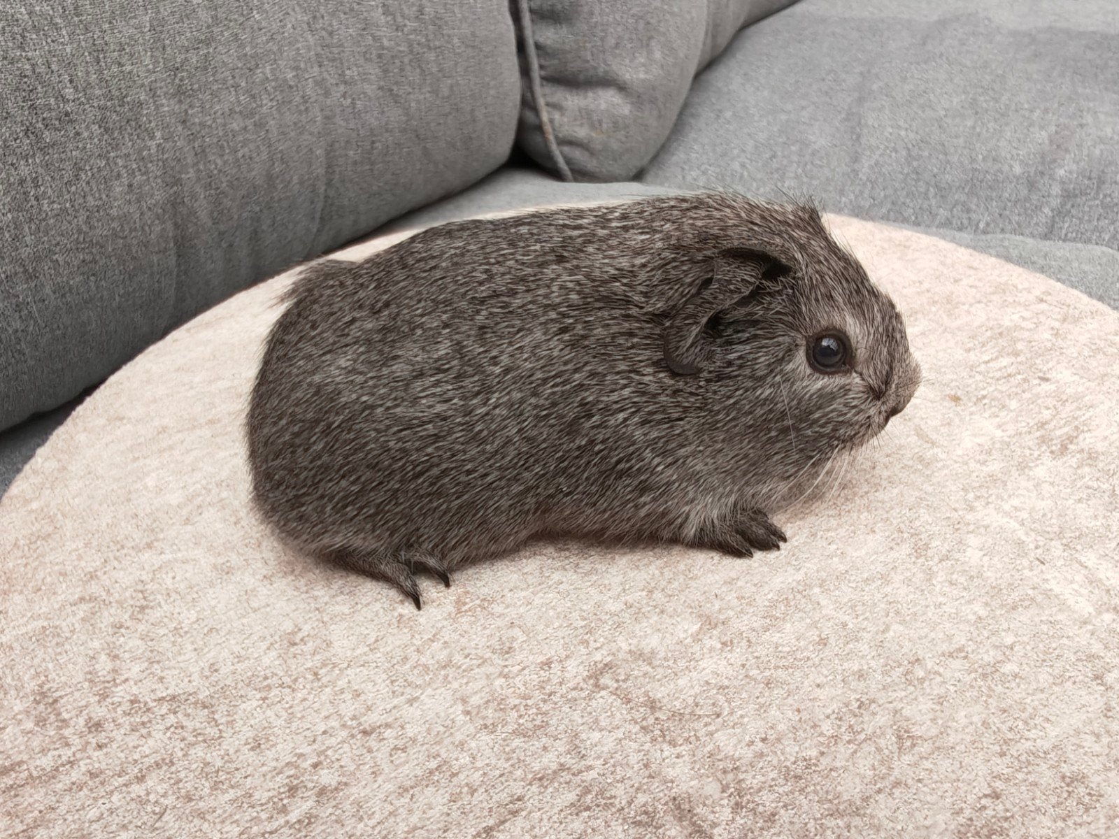 3 zilver agouti beren, Cavia, Mannelijk, Juli, Tam