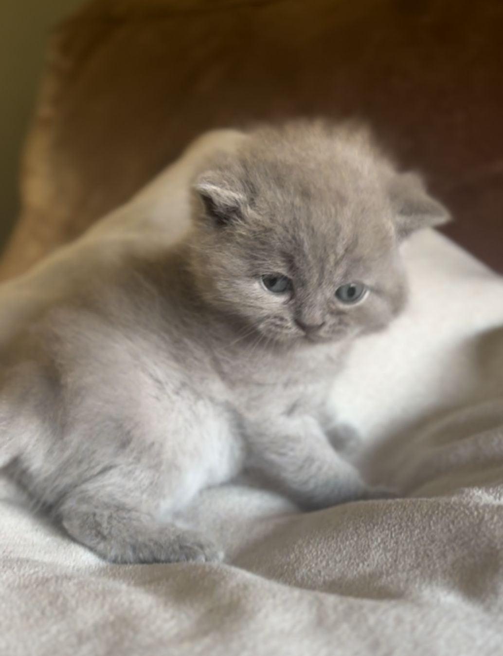 TOP! Prachtige “bear face” britse korthaar kitten 💙, Kater, Ontwormd, 0 tot 2 jaar