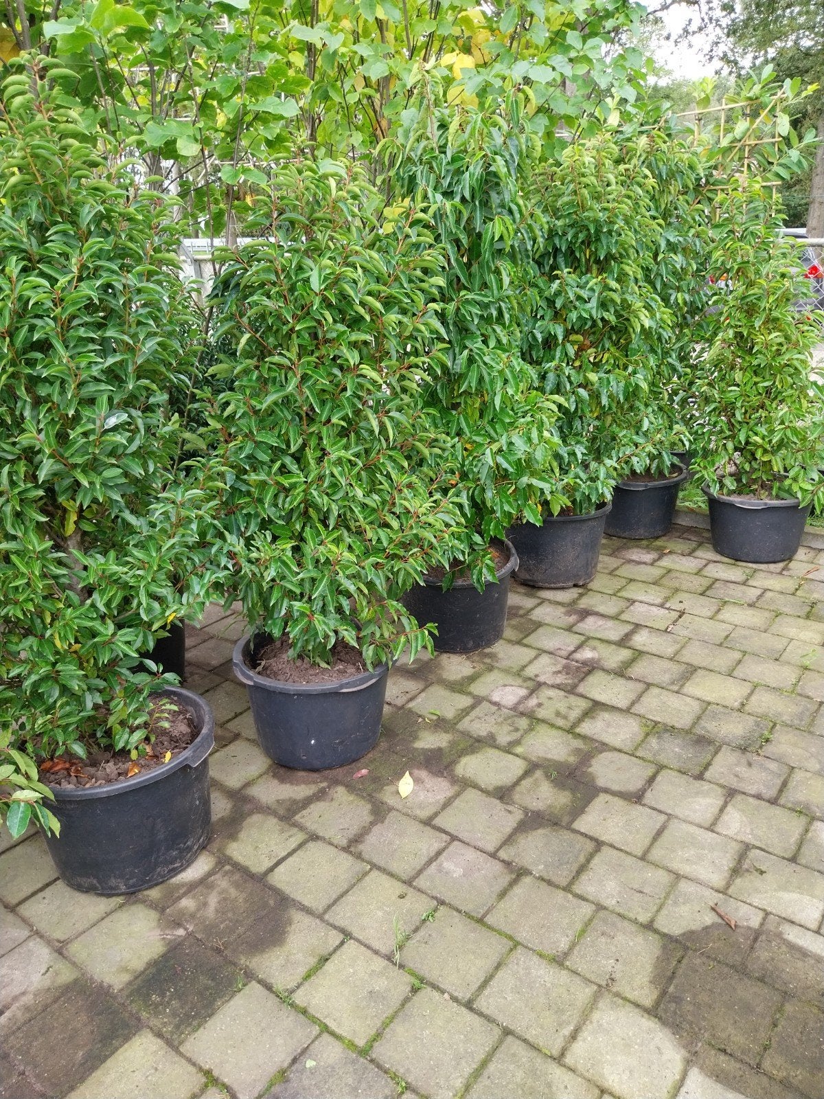Restpartij Portugese Laurier 100-150 cm (20 stuks), Vaste plant, Bloeit niet, Halfschaduw, Ophalen