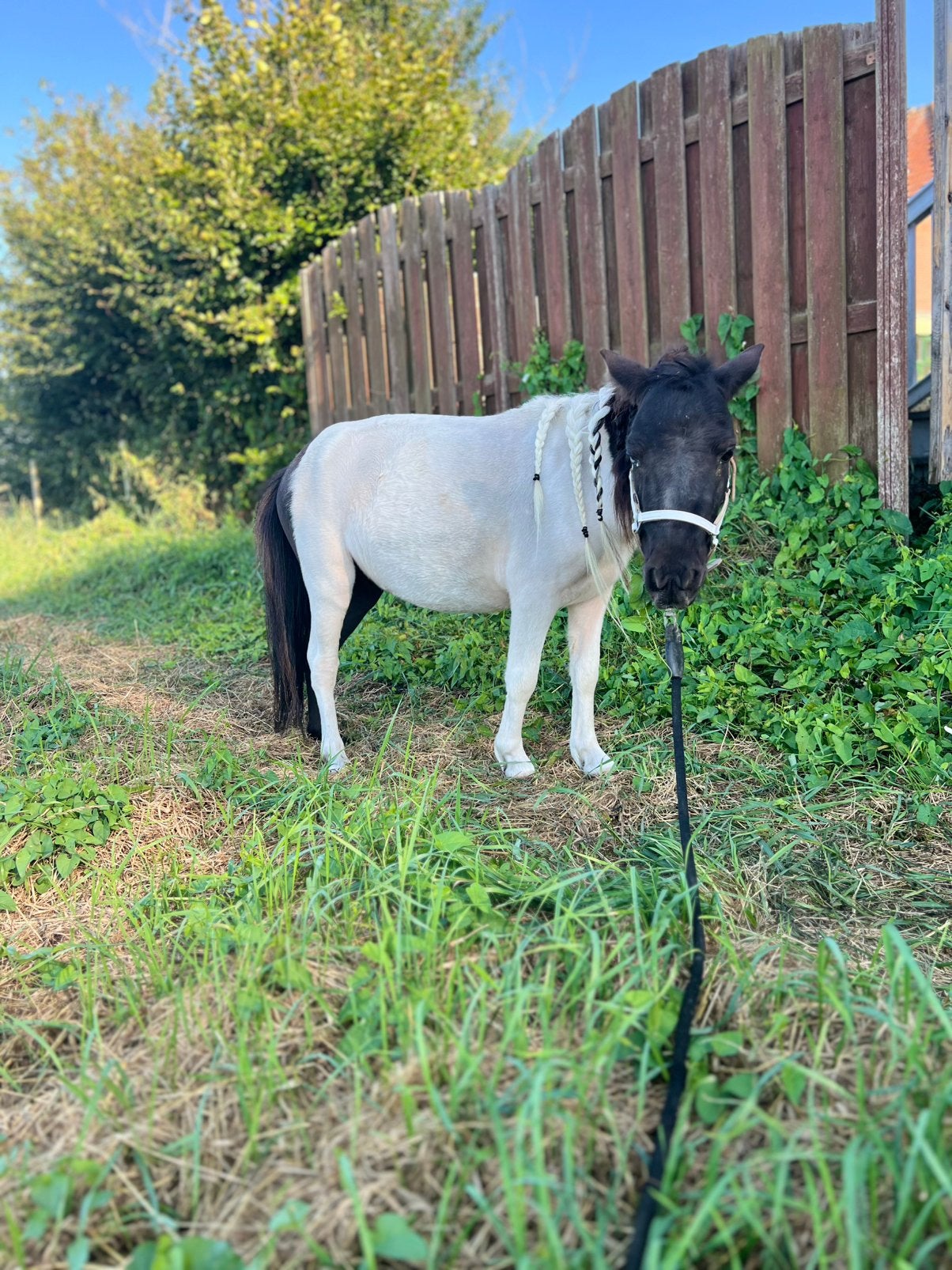 🐴 Twee mooie NSPS-merries te koop 🐴, Dieren en Toebehoren, Pony's, Merrie, Met stamboom, Niet van toepassing, 0 tot 2 jaar