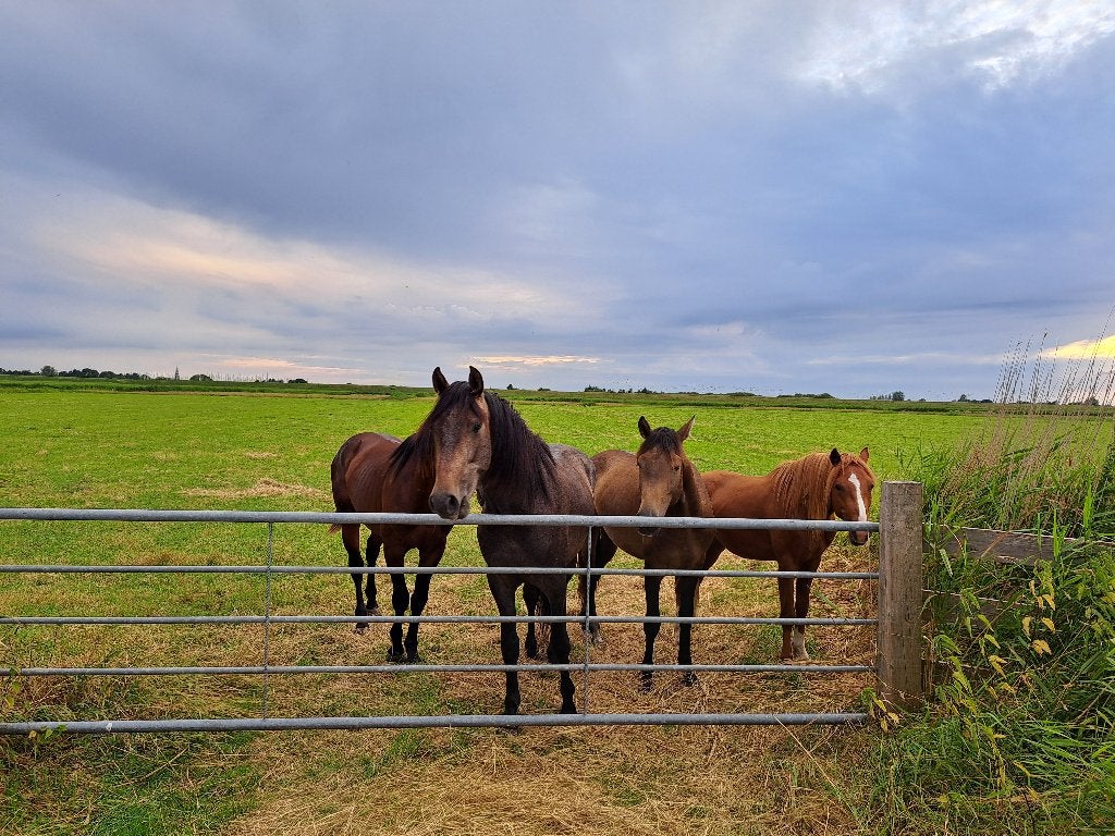 Stal voor jonge paarden, Dieren en Toebehoren, Stalling, 4 paarden of pony's of meer