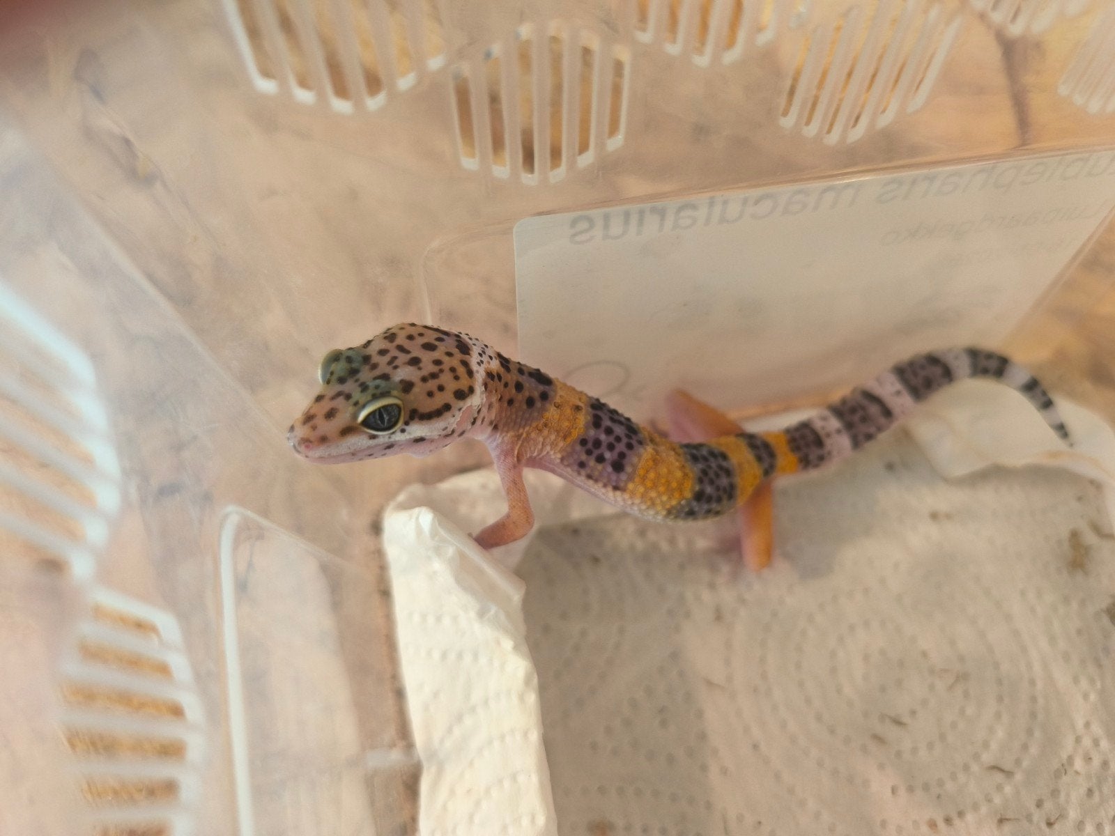 Jonge luipaardgekko's, uitgebroed als vrouw., Dieren en Toebehoren, Hagedis, 0 tot 2 jaar