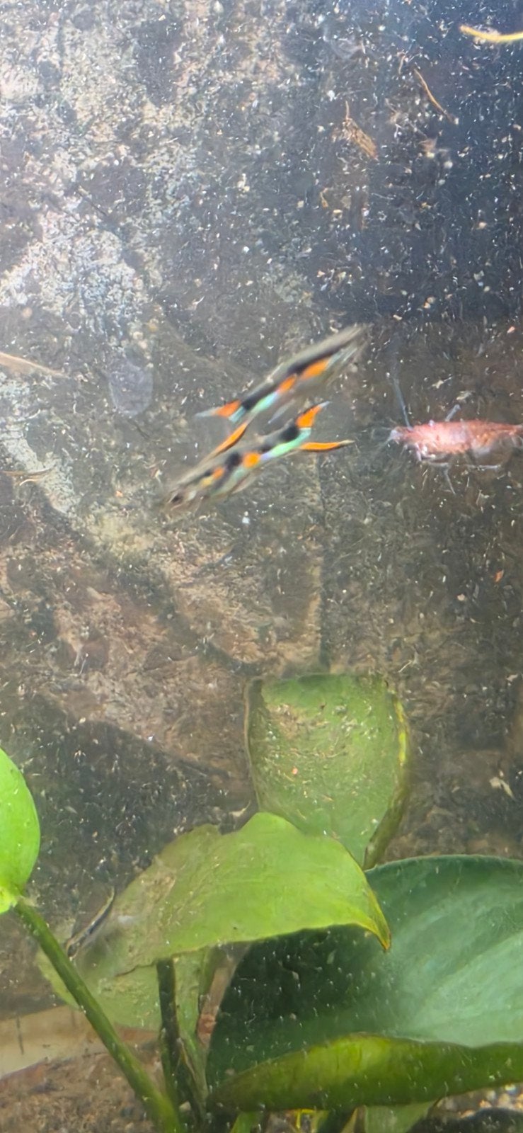 +- 15 endler guppen en 1x platy aquarium vissen gratis, Dieren en Toebehoren, Vissen | Aquariumvissen, Vis