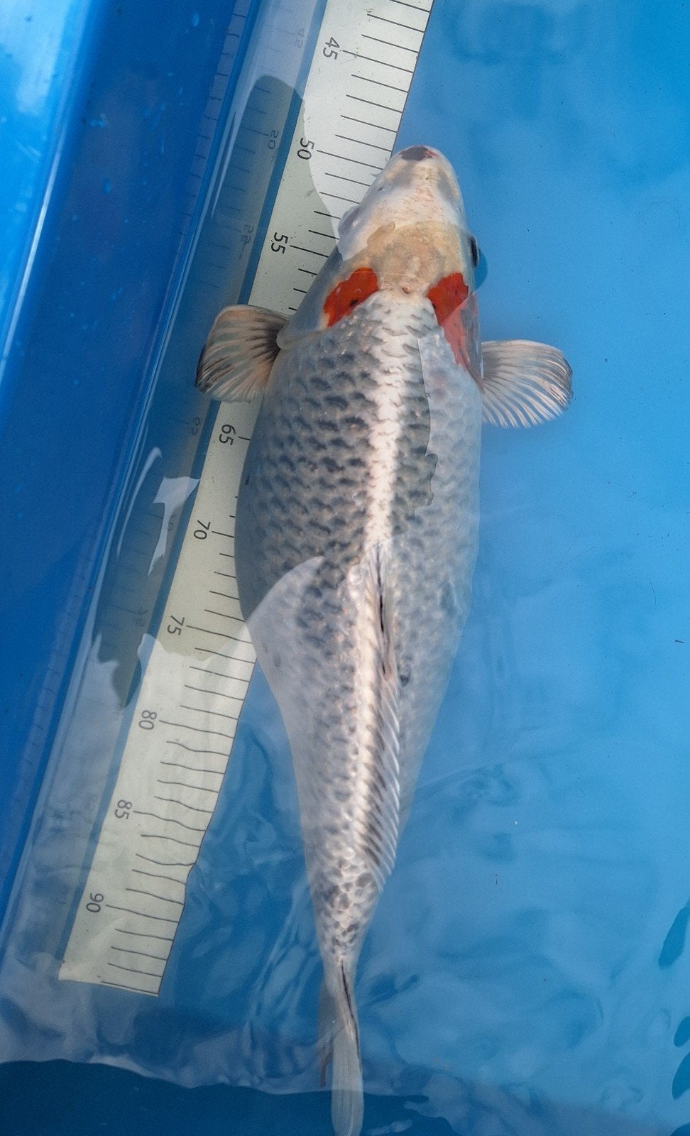 koi kujaku 40 cm, Dieren en Toebehoren, Vissen | Vijvervissen, Karper of Koi