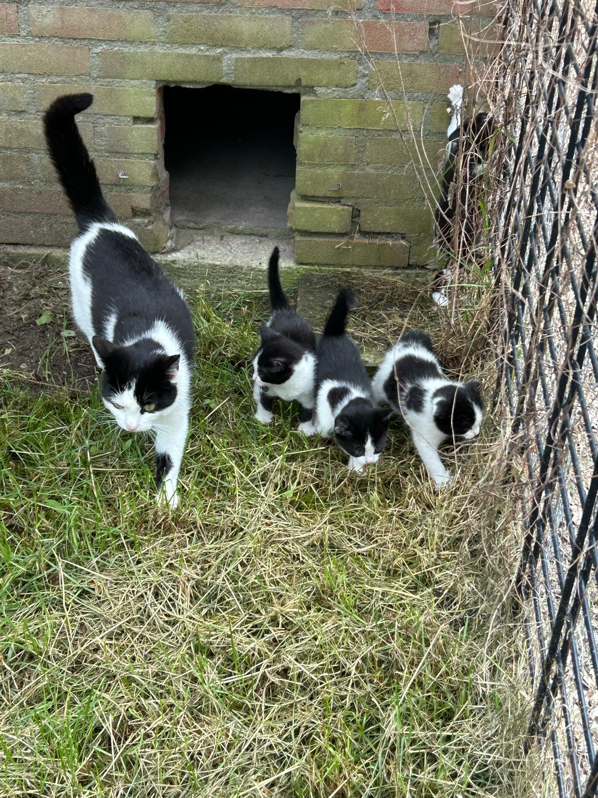 Prachtige tamme kitten te koop, Poes, Kortharig